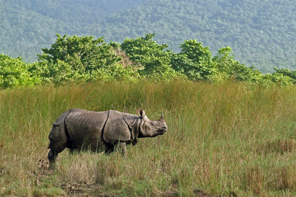 Chitwan Jungle Safari on Nepal Tour