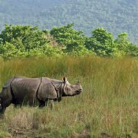 Chitwan Jungle Safari on Nepal Tour