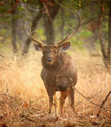 Jungle Safari at Panna National Park