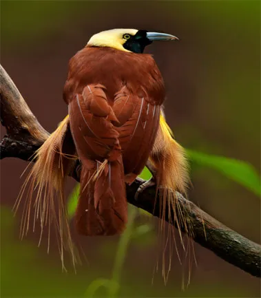 Birdwatching in Ranthambore