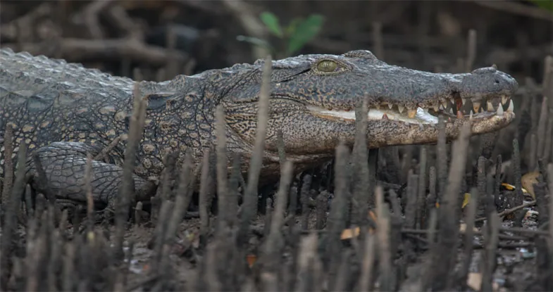 Tour of Crocodile in Goa Image
